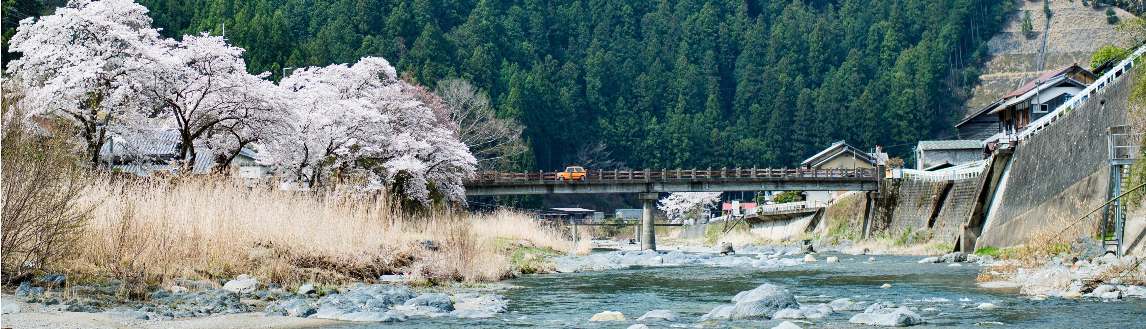桜道
