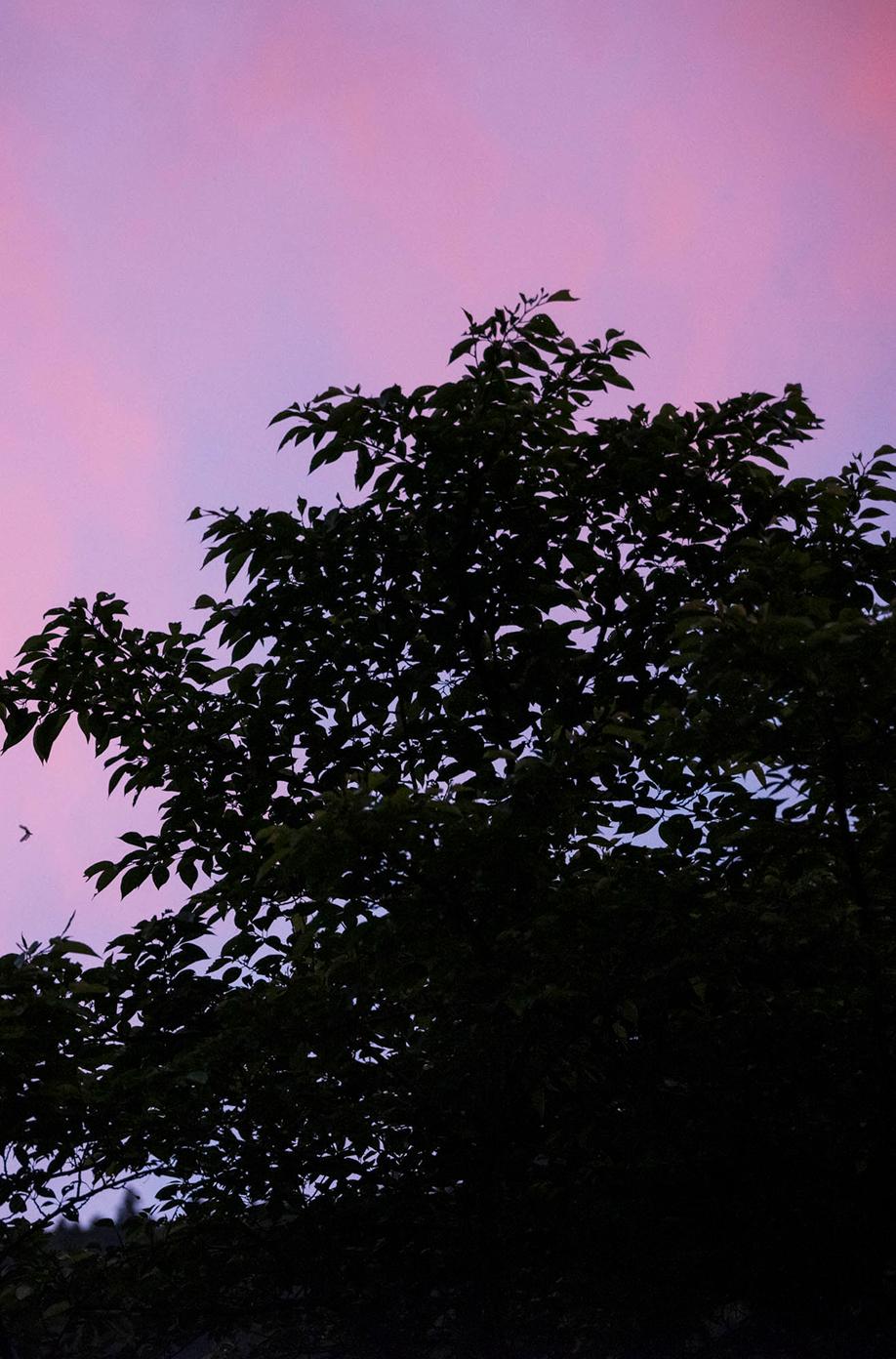 夕暮れの木々のシルエット